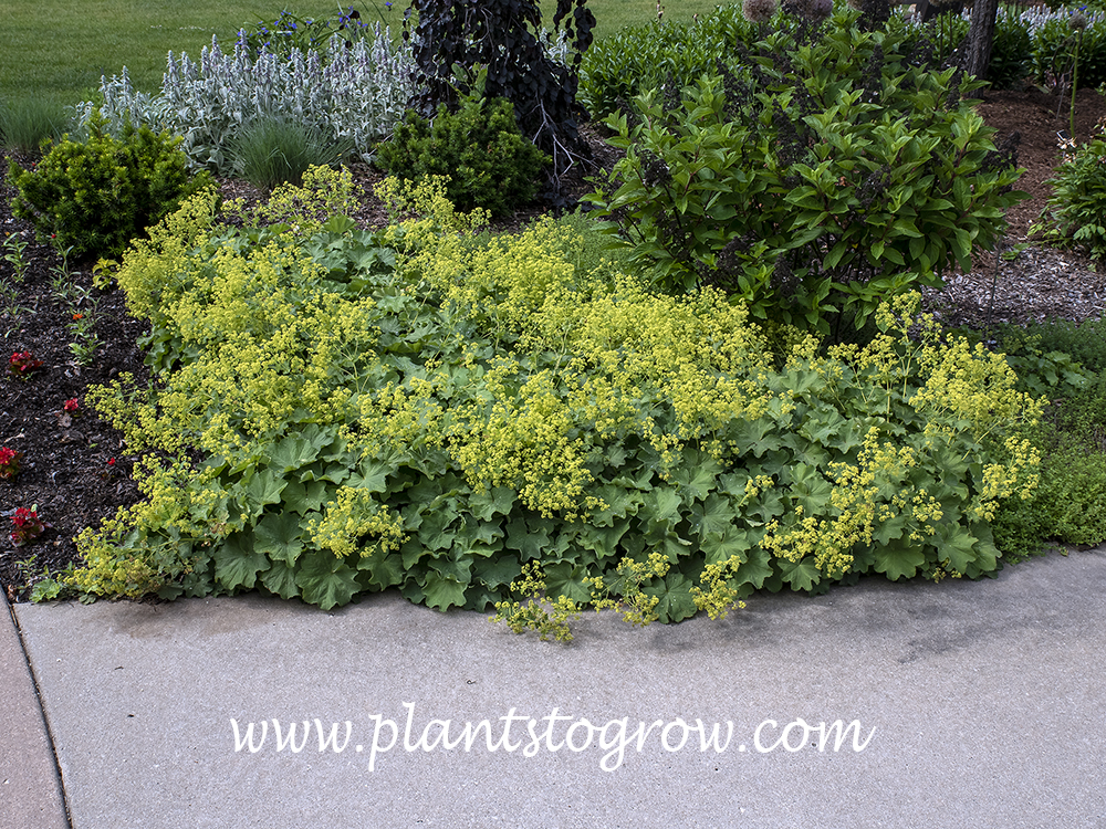 Lady's Mantle (Alchemilla mollis)